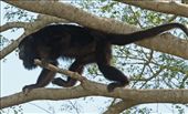Black howler monkey: by vagabondstoo, Views[550]