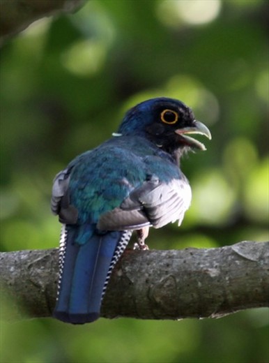 Blue-crowned trogon