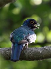 Blue-crowned trogon: by vagabondstoo, Views[382]