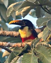 Chestnut-eared acari: by vagabondstoo, Views[384]