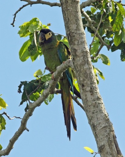 Golden-collared macaw