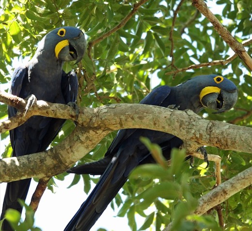 Hyacinth macaws