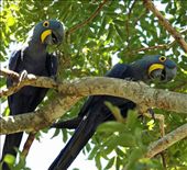 Hyacinth macaws: by vagabondstoo, Views[1051]