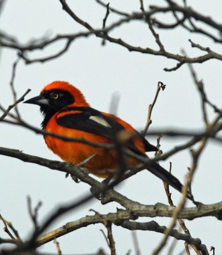 Orange-backed troupical