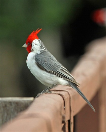 Red-crested cardinal
