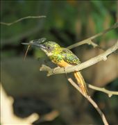 Rufous-tailed jacamar: by vagabondstoo, Views[604]