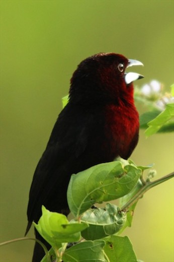 Silver-beaked tanager