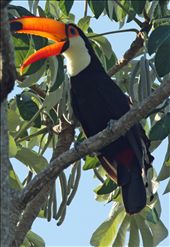 Toco toucan: by vagabondstoo, Views[1345]