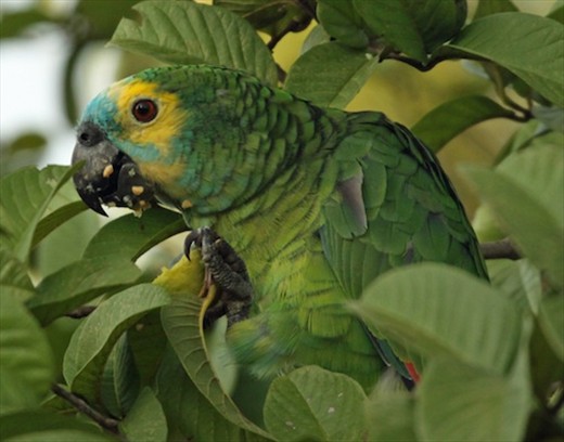 Turkoise-fronted Amazon
