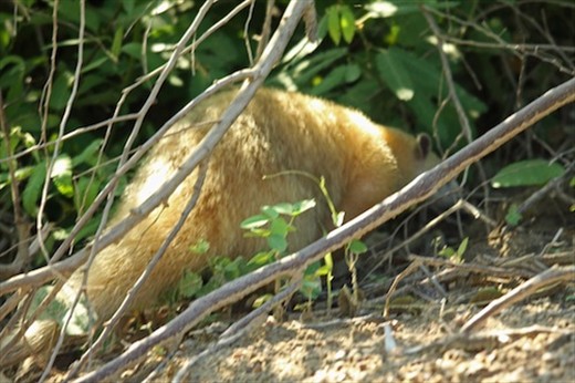 Blondes have more fun, anteater, Pantanal, Mato Grosso do Sul