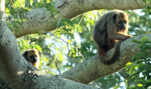 Howlers make quite a racket