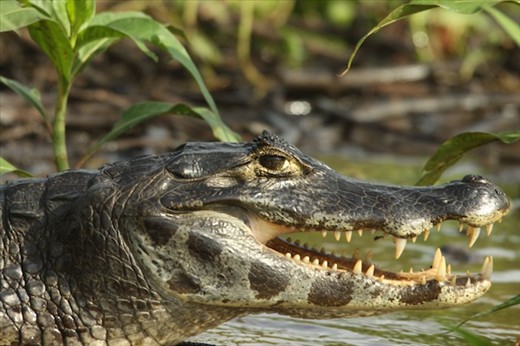 Caiman close up