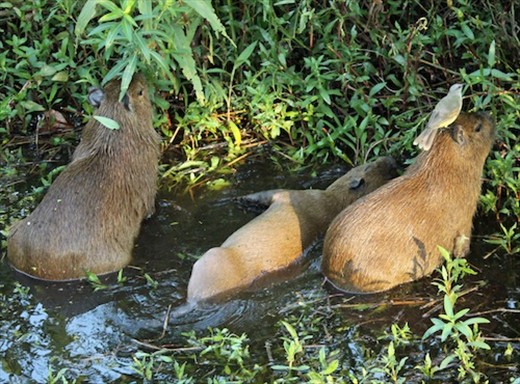 Capybaras at home