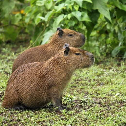 Capybara twins, Pantanal, Mato Grosso do Sul
