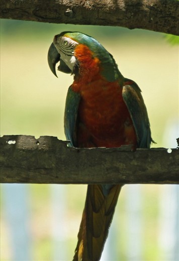 Red and Green Macaw