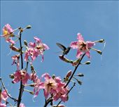 Hummingbird, Center for Contemporary Art, Inhotim: by vagabondstoo, Views[600]