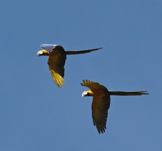 Blue and yellow macaws, Alto Paraiso de Goias