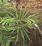 Black water reflections, Rio Urubu: by vagabondstoo, Views[569]