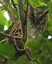 Crested owl, Amazon Antonio Lodge, Rio Urubu: by vagabondstoo, Views[463]