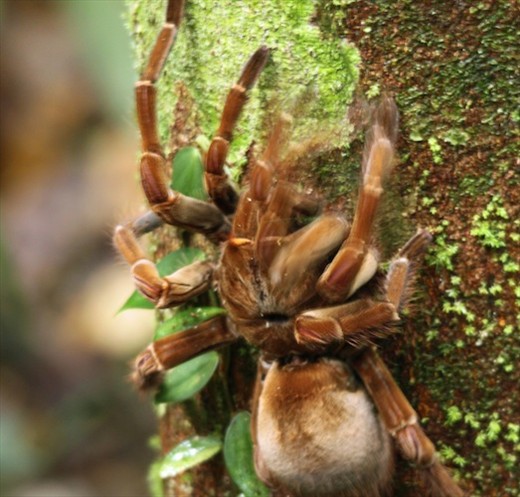 Big hairy tarantula, Amazon Antonio Lodge