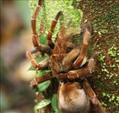 Big hairy tarantula, Amazon Antonio Lodge: by vagabondstoo, Views[605]