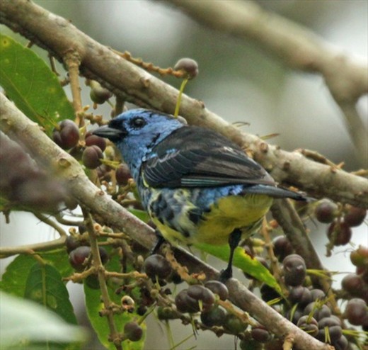 Turquoise tanager, Rio Urubu