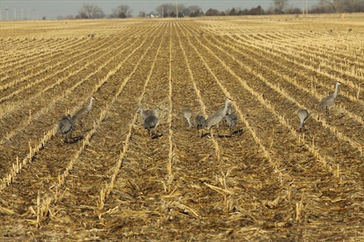 Sandhill cranes, Nebraska