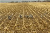 Sandhill cranes, Nebraska: by vagabondstoo, Views[603]