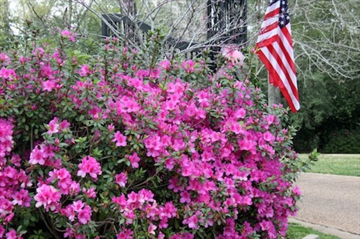 Azalea Trail, Houston