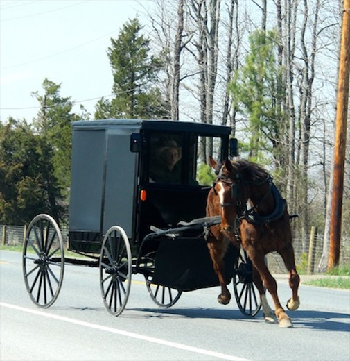 Amish stampede, Maryland