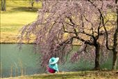 Cherry blossoms, Virginia (A-CHOO!): by vagabondstoo, Views[604]