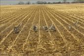 Sandhill cranes, Nebraska: by vagabondstoo, Views[636]