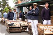 Basket drivers, Madeira: by vagabondstoo, Views[410]