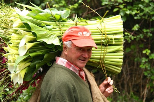 Calla lilies, , Madeira