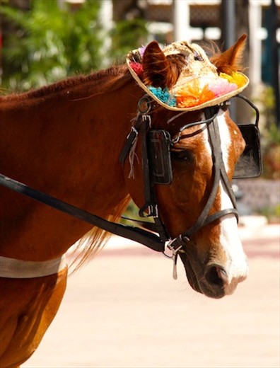 Dressed for success, Nassau