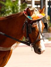Dressed for success, Nassau: by vagabondstoo, Views[1295]