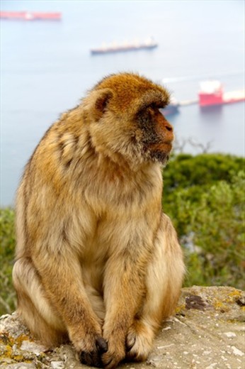 Tail-less Barbary macaque, Gibraltar