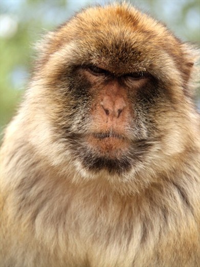 In your face, Gibraltar