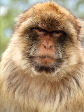 In your face, Gibraltar: by vagabondstoo, Views[530]