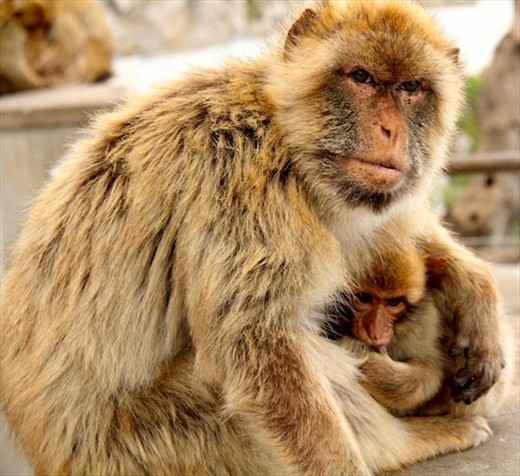 Mother and baby, Gibraltar