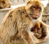 Mother and baby, Gibraltar: by vagabondstoo, Views[661]