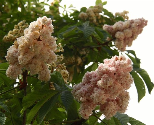 Chestnut blossoms, Madrid