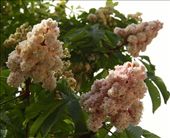 Chestnut blossoms, Madrid: by vagabondstoo, Views[496]