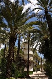 Palmeral of Elche: by vagabondstoo, Views[1347]