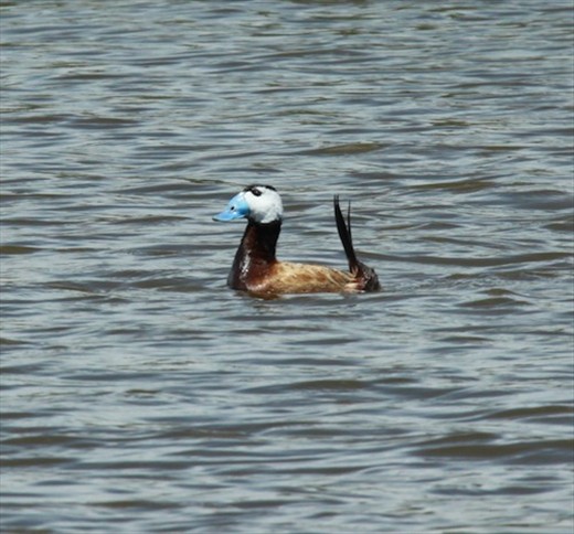 White headed duck