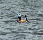 White headed duck: by vagabondstoo, Views[634]