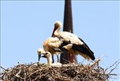 White storks and chicklets, Alcala de Henares World Heritage Site: by vagabondstoo, Views[549]