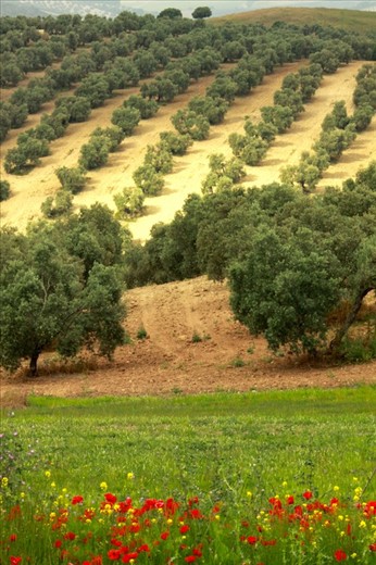 Olives and poppies, Osuna