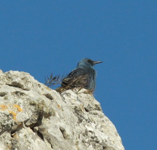 Blue rock thrush, Torcal Nature Park