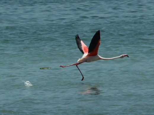 Flamingo, Laguna Fuente de Piedras